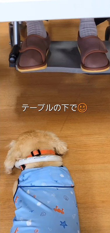 おばあちゃんに会いに来たラクちゃん⑩