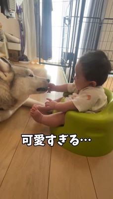 泣き止んで犬を触る赤ちゃん