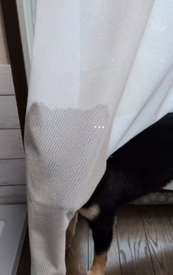 無言のあずきちゃん