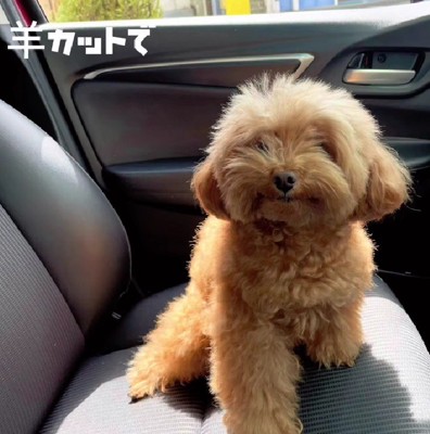 もふもふのトイプードルさん