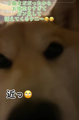 おねだりの圧がすごい！