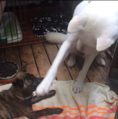 リキくんとすずちゃん4