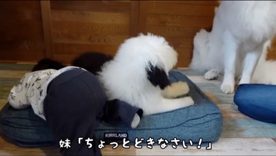 子犬が寝ているペット用ベッドに入ろうとする赤ちゃん