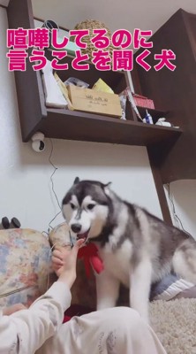 唸りながら飼い主の合図を聞く犬