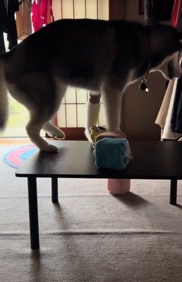 足を引っ込める大型犬