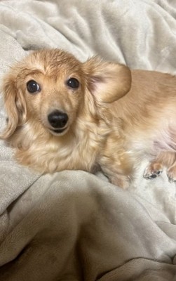 ヘアセットが完成したピースちゃん