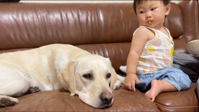 窓を見つめる白い犬に視線を送る赤ちゃん