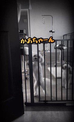 はるちゃん＆なつちゃんのお迎え⑩