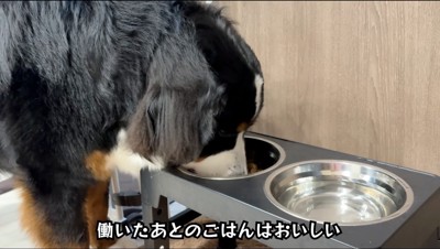 ご飯をたべる犬