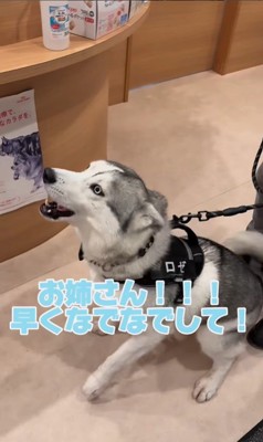 お姉さんが好きすぎるロゼくん2