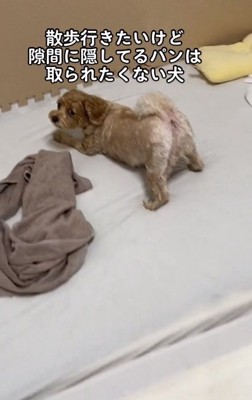 また隠し場所へ戻るちくわちゃん