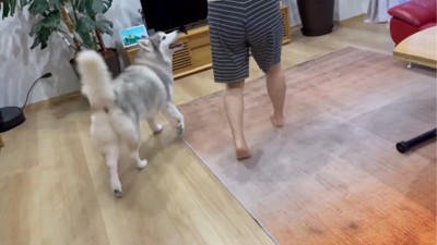 お母さんを見る犬