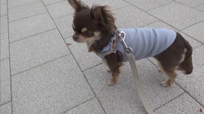 うにちゃんのお散歩拒否8