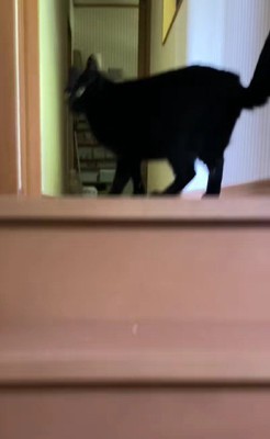 代わりにいたのは猫さん