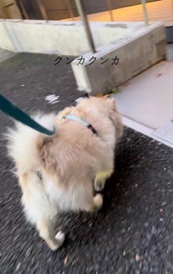 ニオイで探すエリーちゃん