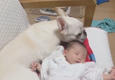 赤ちゃんに寄り添うロイちゃん5