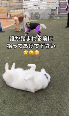 MARLEYくんのドッグランの楽しみ方7