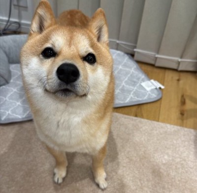 ニコニコ