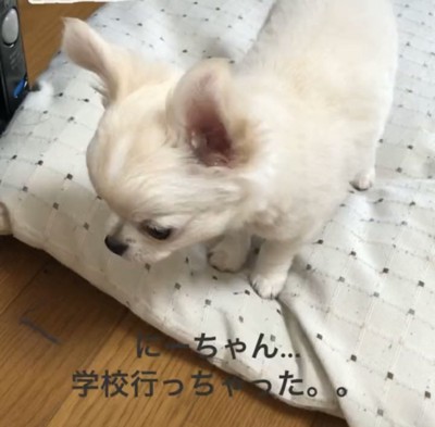うつむく犬