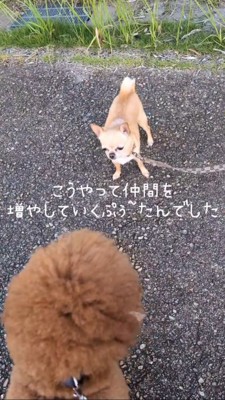 プードルの後ろ姿、プードルを見るチワワ