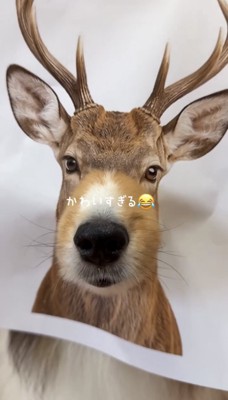 シカの顔に馴染む犬