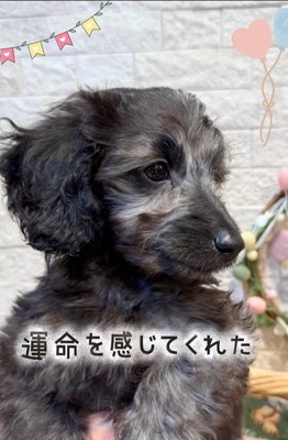 幸せを掴んだオレオくん2