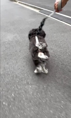 綱吉くんを止める方法9