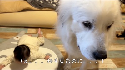 赤ちゃんから目を逸らす超大型犬