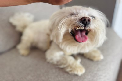 前歯を出す白い犬
