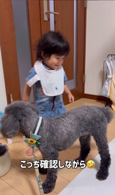 りつ君と実家のワンコ⑩