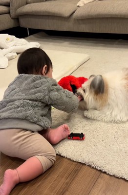 ぬいぐるみを取ろうとするぽんちゃん