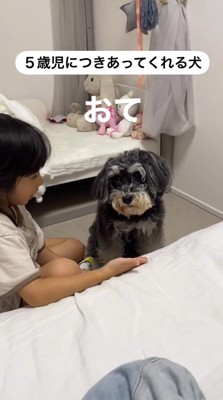 女の子の手を見つめる犬