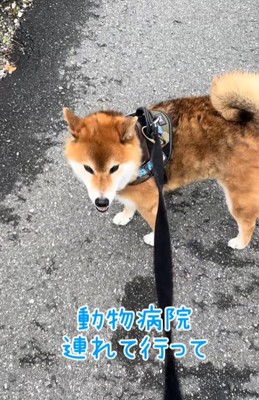 外でこちらを振り返る柴犬