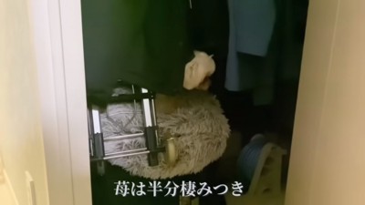 パパの部屋に棲みつく苺ちゃん