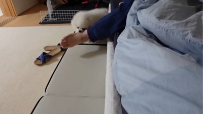 飼い主の足元にいる犬