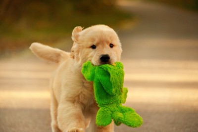 ぬいぐるみを口にくわえた子犬
