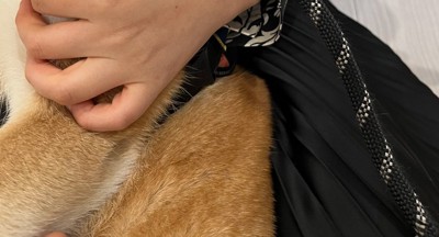 抱っこされている柴犬