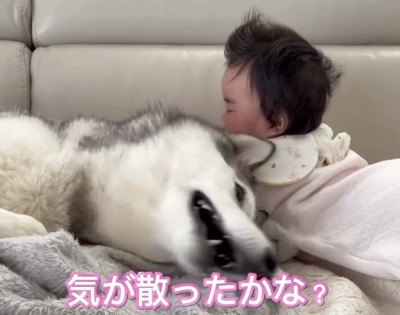落ち着いた赤ちゃんのそばで寝転ぶ犬