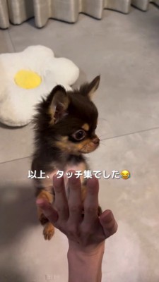 飼い主の手に前足でタッチする子犬
