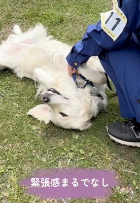 へそ天で甘える犬