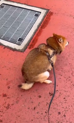 ころくんの喜びの舞8