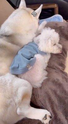 ハスキー犬にくっついてソファに寝そべるトイプードル