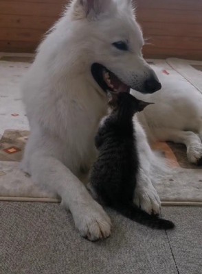 遊び相手になることも