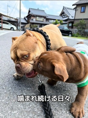 噛まれる犬