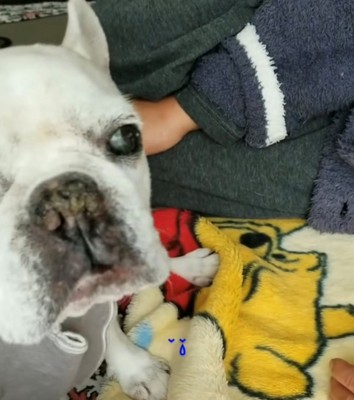 カメラ目線の犬