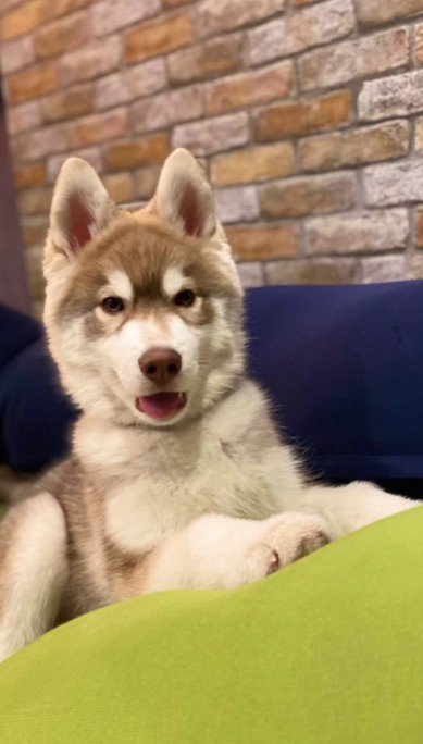 夫婦そろって一目惚れ!