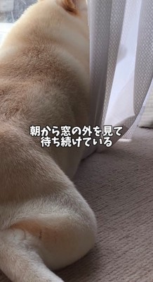 カーテンの隙間から外を見つめる犬
