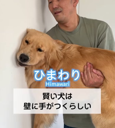 かべにべったりと顔をつけるゴールデンレトリバー