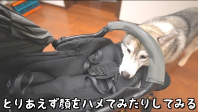 赤ちゃん用バギーに顔を乗せる犬