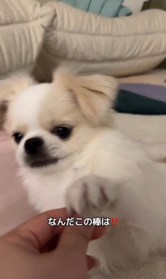 歯磨きガムを怖がるぽっぷくん2